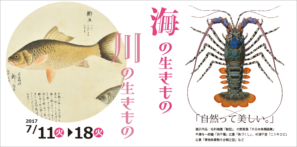 「自然って美しい。」
日本人の生活にとって深い関わりのある海や川の生き物は、昔から掛け軸や浮世絵にも描かれています。写真を凌駕するかのような細密な杉浦千里の博物画も展示。描かれた造形美をお楽しみ下さい。